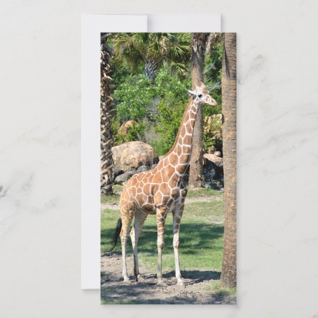 Giraffe fotokaart (Voorkant)