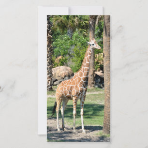 Giraffe fotokaart