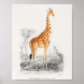 Giraffe , franse  illustratie 10 x 8 poster (Voorkant)