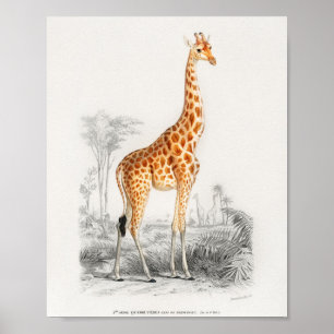 Giraffe , franse illustratie 10 x 8 poster