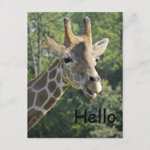 Giraffe Friendly Hallo Briefkaart