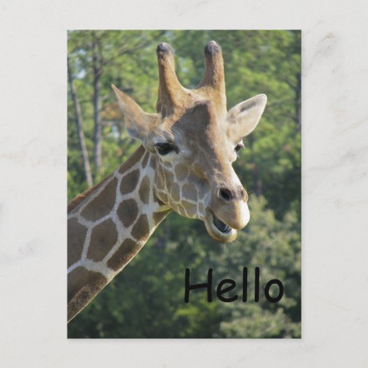 Giraffe Friendly Hallo Briefkaart (Voorkant)
