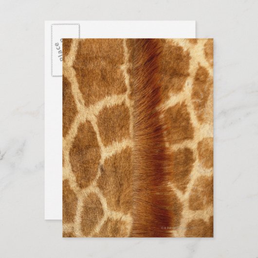 Giraffe Fur Briefkaart (Voorkant / Achterkant)