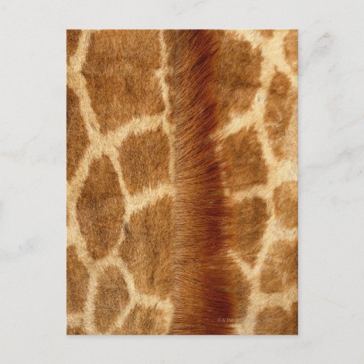 Giraffe Fur Briefkaart (Voorkant)