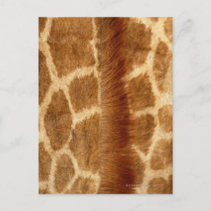 Giraffe Fur Briefkaart