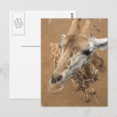 Giraffe Gaze Briefkaart (Voorkant / Achterkant)