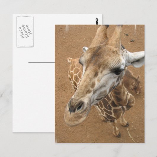Giraffe Gaze Briefkaart (Voorkant / Achterkant)