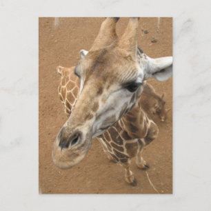 Giraffe Gaze Briefkaart