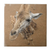 Giraffe Gaze Tile Tegeltje (Voorkant)