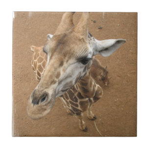 Giraffe Gaze Tile Tegeltje