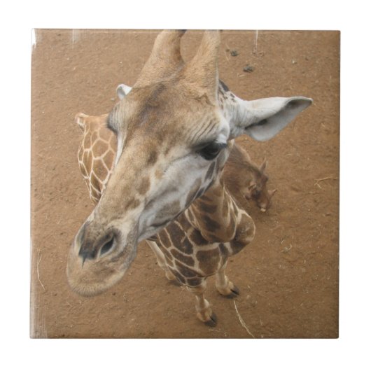 Giraffe Gaze Tile Tegeltje (Voorkant)