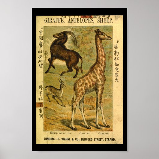  Giraffe Gazelle Natural History Afdrukken Poster (Voorkant)