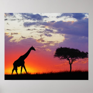 Giraffe gesilhoueteerd bij zonsopgang, Giraffa Poster
