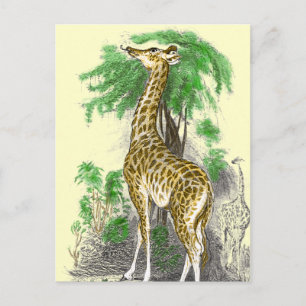 Giraffe Gifts Briefkaart