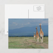 Giraffe (Giraffa camelopardalis) 2 Briefkaart (Voorkant / Achterkant)