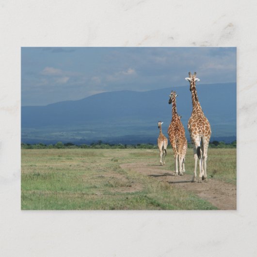 Giraffe (Giraffa camelopardalis) 2 Briefkaart (Voorkant)