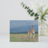 Giraffe (Giraffa camelopardalis) 2 Briefkaart (Staand voorkant)