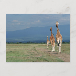 Giraffe (Giraffa camelopardalis) 2 Briefkaart
