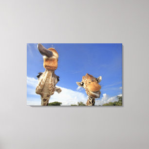 Giraffe (Giraffa camelopardalis) 2 Canvas Afdruk