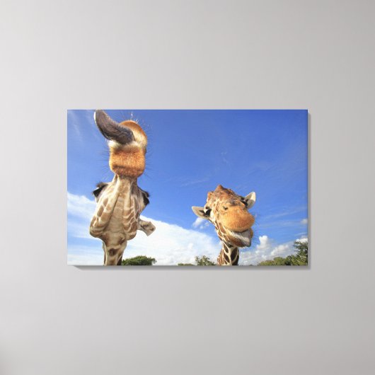 Giraffe (Giraffa camelopardalis) 2 Canvas Afdruk (Voorkant)