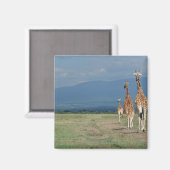 Giraffe (Giraffa camelopardalis) 2 Magneet (Voorkant / Achterkant)