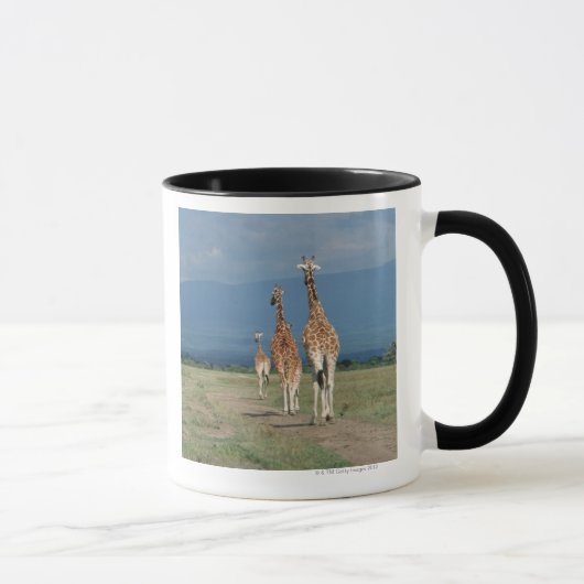 Giraffe (Giraffa camelopardalis) 2 Mok (Rechts)