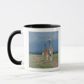Giraffe (Giraffa camelopardalis) 2 Mok (Links)