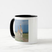 Giraffe (Giraffa camelopardalis) 2 Mok (Voorkant links)