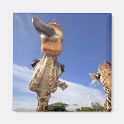 Giraffe (Giraffa camelopardalis) 3 Magneet (Voorkant)