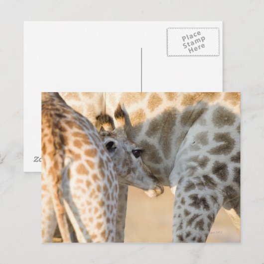 Giraffe (Giraffa camelopardalis) Briefkaart (Voorkant / Achterkant)