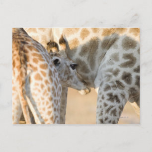 Giraffe (Giraffa camelopardalis) Briefkaart