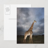 Giraffe (Giraffa camelopardalis) Briefkaart (Voorkant / Achterkant)