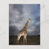 Giraffe (Giraffa camelopardalis) Briefkaart (Voorkant)