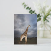 Giraffe (Giraffa camelopardalis) Briefkaart (Staand voorkant)
