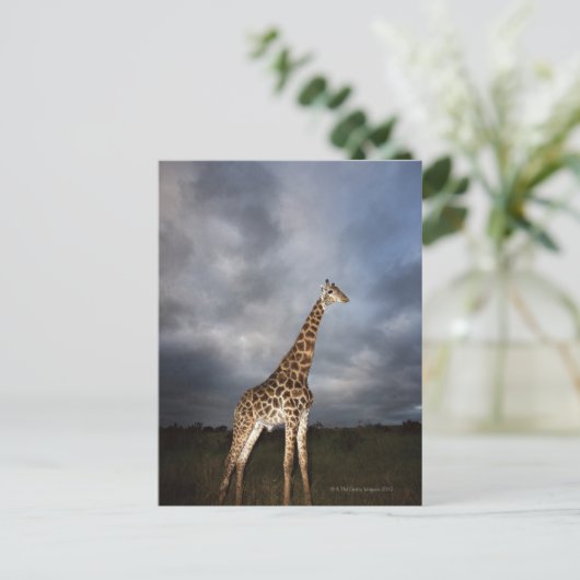 Giraffe (Giraffa camelopardalis) Briefkaart (Staand voorkant)