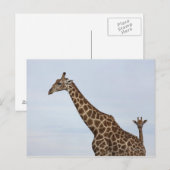 Giraffe (Giraffa camelopardalis), Chobe National Briefkaart (Voorkant / Achterkant)