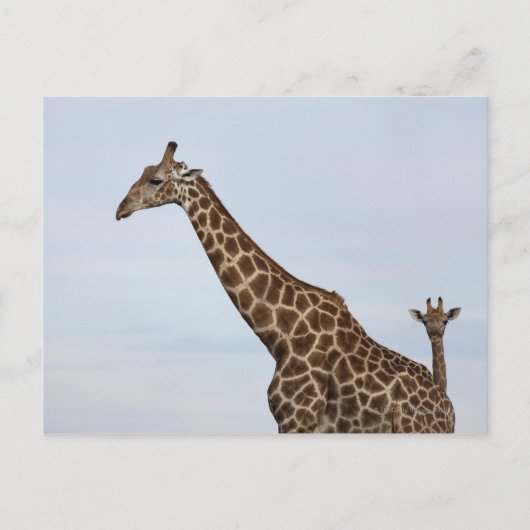 Giraffe (Giraffa camelopardalis), Chobe National Briefkaart (Voorkant)
