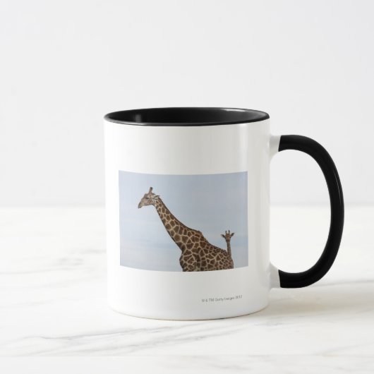Giraffe (Giraffa camelopardalis), Chobe National Mok (Rechts)