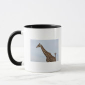 Giraffe (Giraffa camelopardalis), Chobe National Mok (Links)