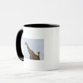 Giraffe (Giraffa camelopardalis), Chobe National Mok (Voorkant links)