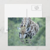 Giraffe (Giraffa camelopardalis) die Briefkaart (Voorkant / Achterkant)