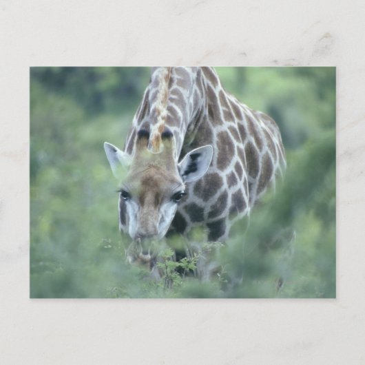 Giraffe (Giraffa camelopardalis) die Briefkaart (Voorkant)