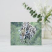 Giraffe (Giraffa camelopardalis) die Briefkaart (Staand voorkant)