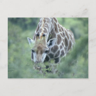 Giraffe (Giraffa camelopardalis) die Briefkaart