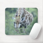 Giraffe (Giraffa camelopardalis) die Muismat (Met muis)