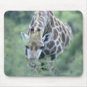 Giraffe (Giraffa camelopardalis) die Muismat