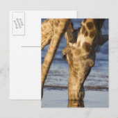 Giraffe (Giraffa Camelopardalis) drink water Briefkaart (Voorkant / Achterkant)
