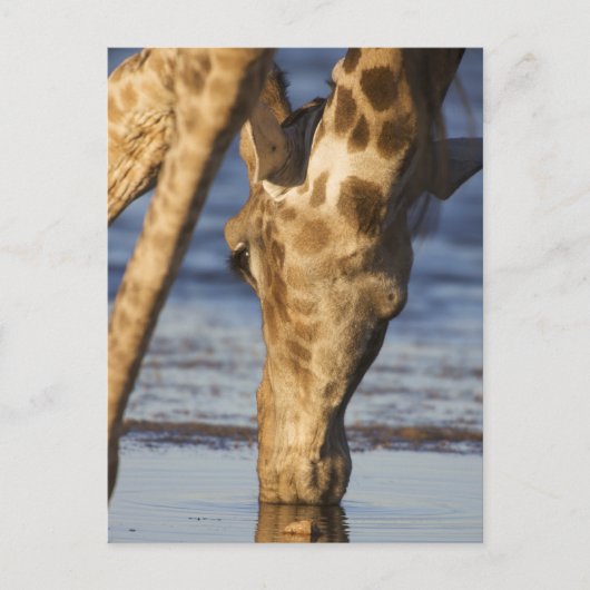Giraffe (Giraffa Camelopardalis) drink water Briefkaart (Voorkant)