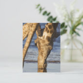 Giraffe (Giraffa Camelopardalis) drink water Briefkaart (Staand voorkant)