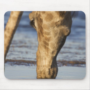 Giraffe (Giraffa Camelopardalis) drink water Muismat